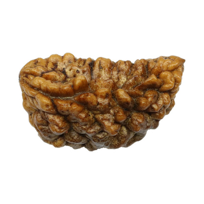 1 Mukhi Rudraksha 26.49 MM