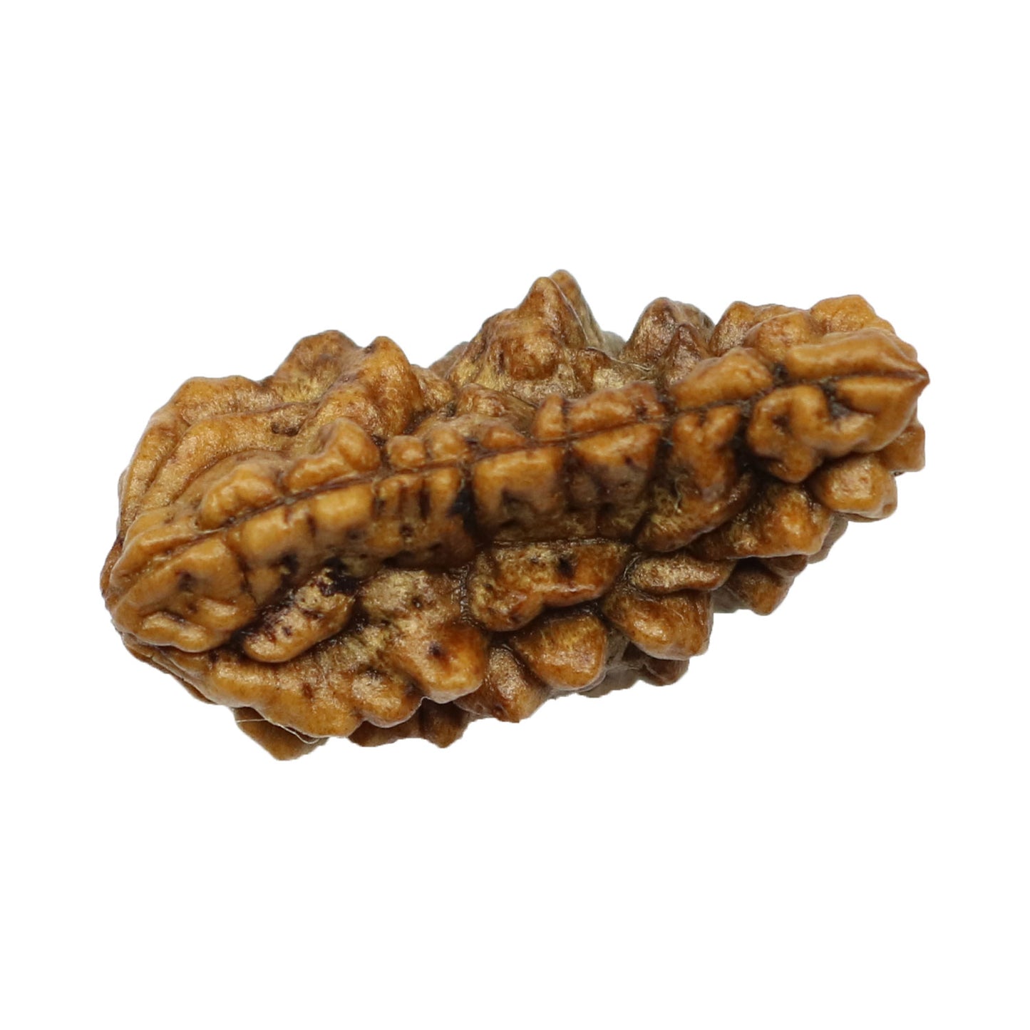 1 Mukhi Rudraksha 26.49 MM