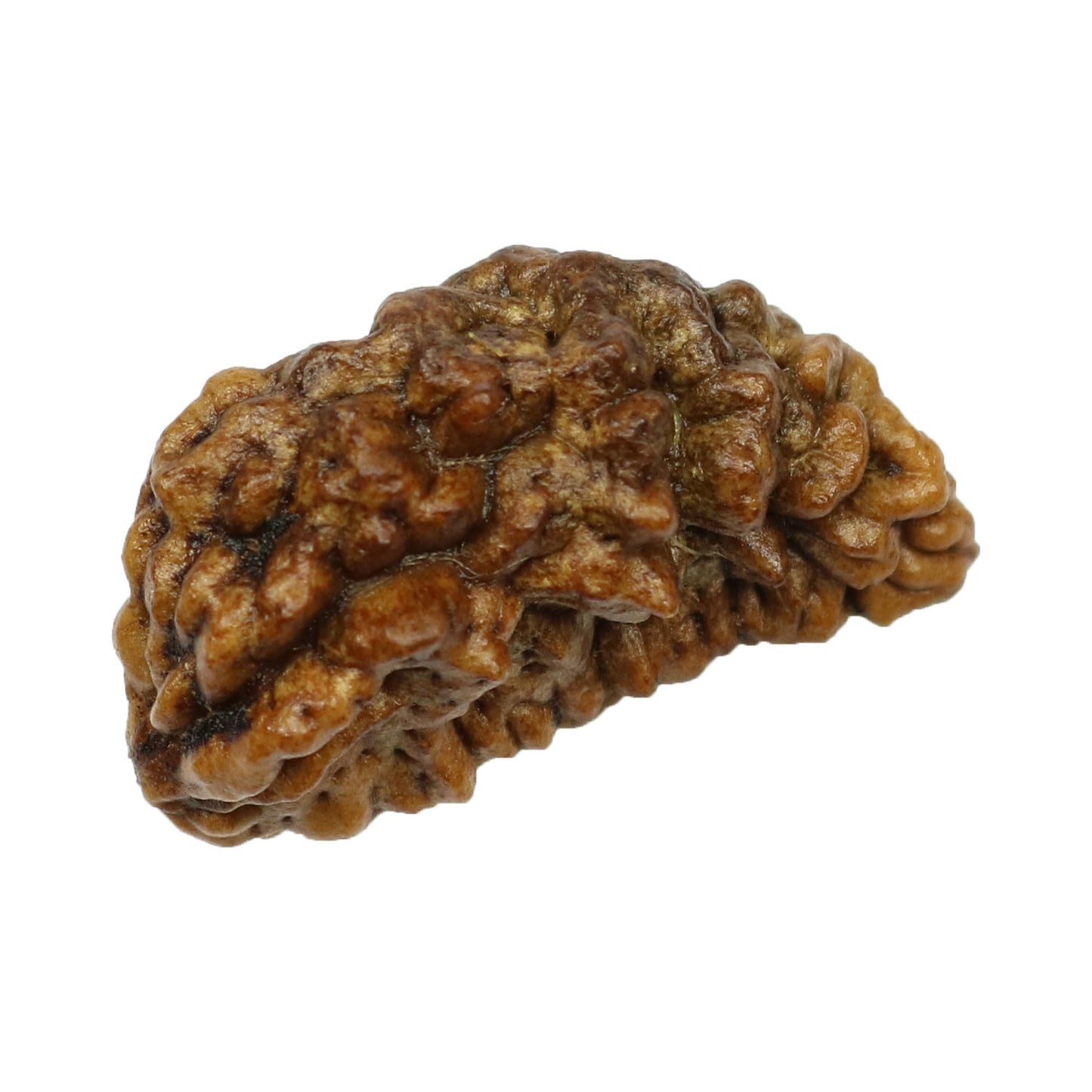 1 Mukhi Rudraksha 26.49 MM