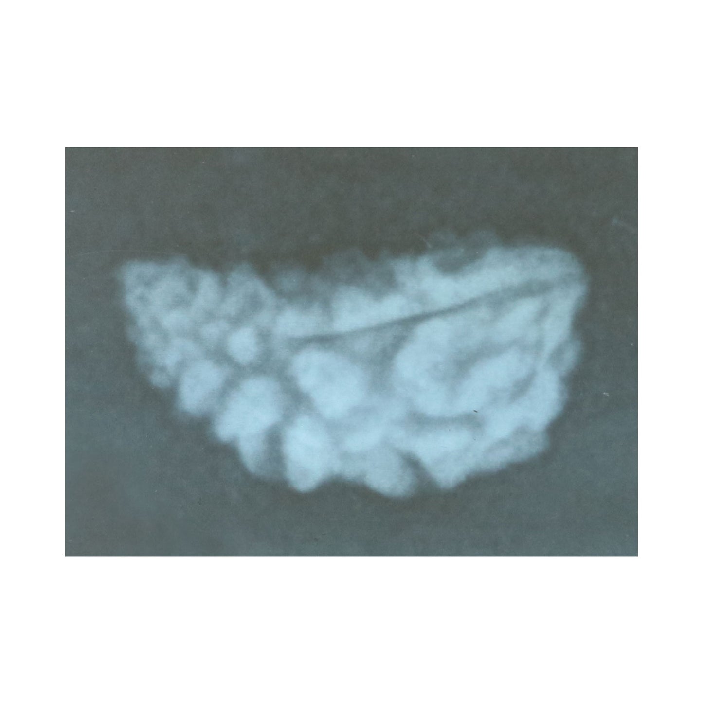 1 Mukhi Rudraksha 26.49 MM