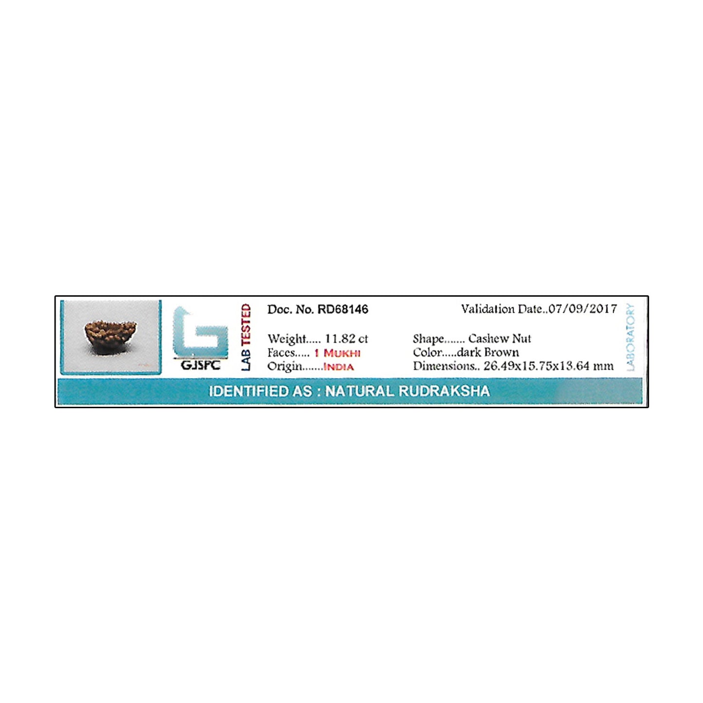 1 Mukhi Rudraksha 26.49 MM