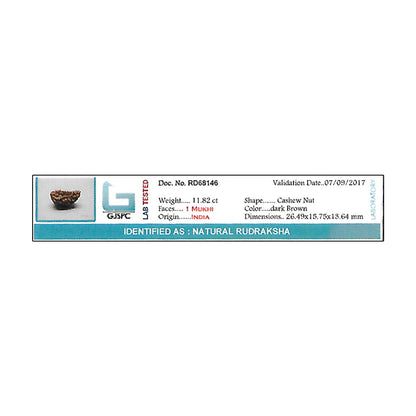 1 Mukhi Rudraksha 26.49 MM