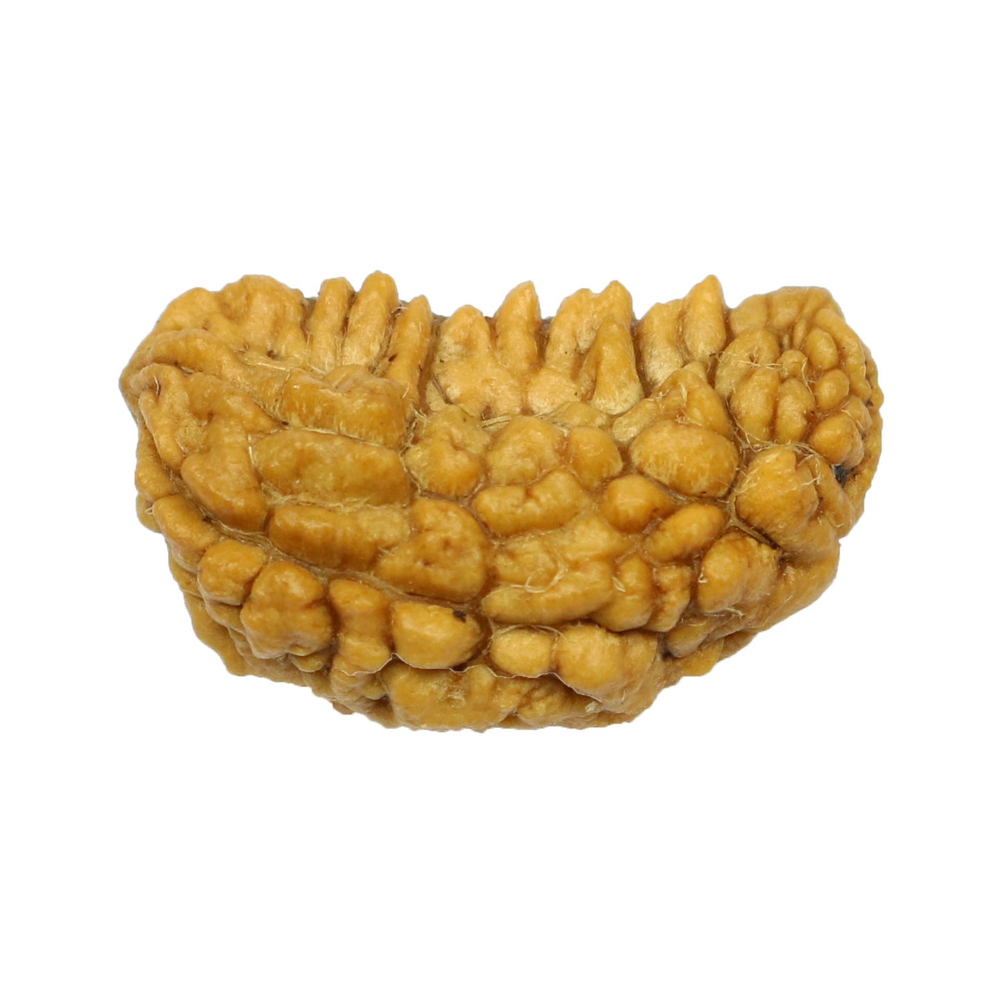 1 Mukhi Rudraksha 26.46 MM