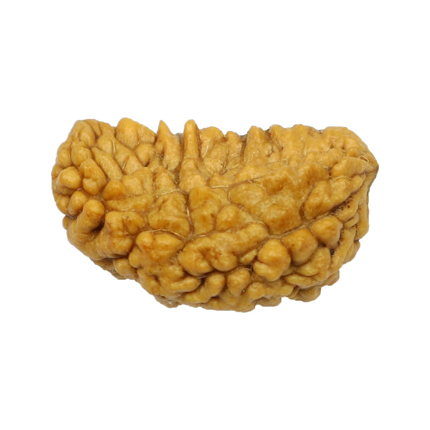 1 Mukhi Rudraksha 26.46 MM