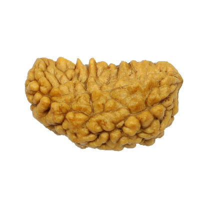 1 Mukhi Rudraksha 26.46 MM