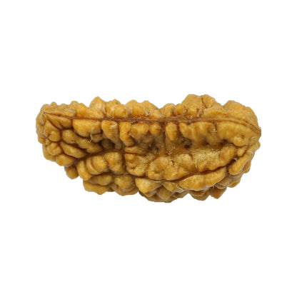 1 Mukhi Rudraksha 26.46 MM