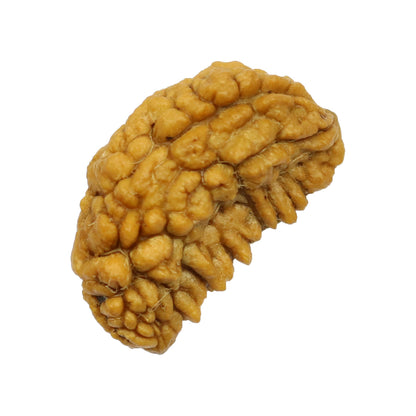 1 Mukhi Rudraksha 26.46 MM
