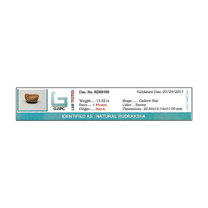 1 Mukhi Rudraksha 26.46 MM