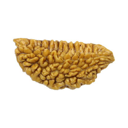 1 Mukhi Rudraksha 30.02 MM
