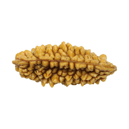 1 Mukhi Rudraksha 30.02 MM