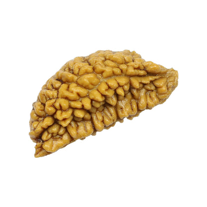 1 Mukhi Rudraksha 30.02 MM
