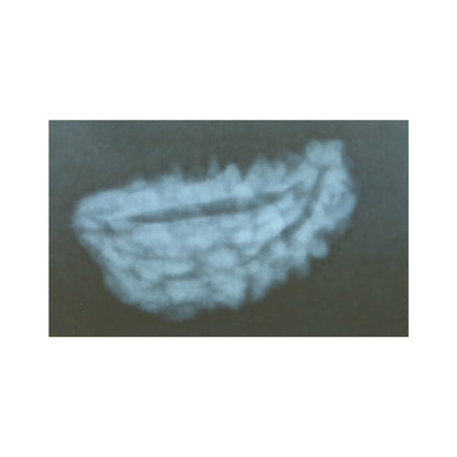 1 Mukhi Rudraksha 30.02 MM