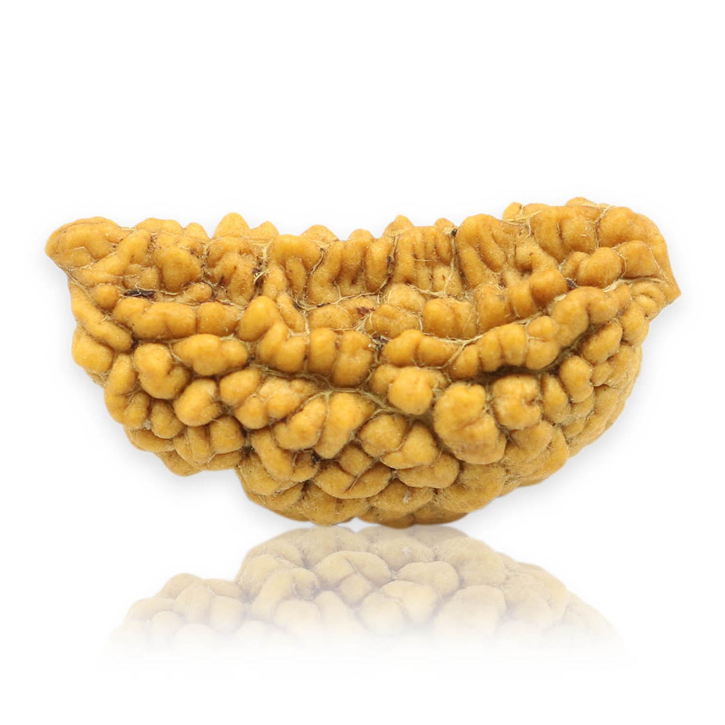 1 Mukhi Rudraksha 29.32 MM