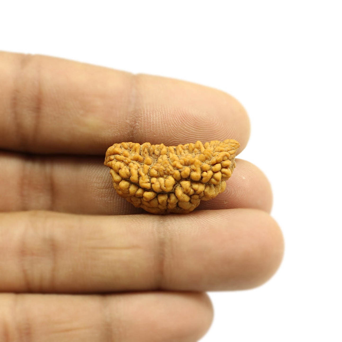 1 Mukhi Rudraksha 29.32 MM