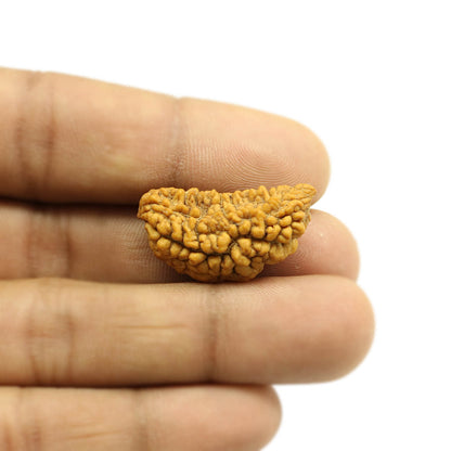 1 Mukhi Rudraksha 29.32 MM