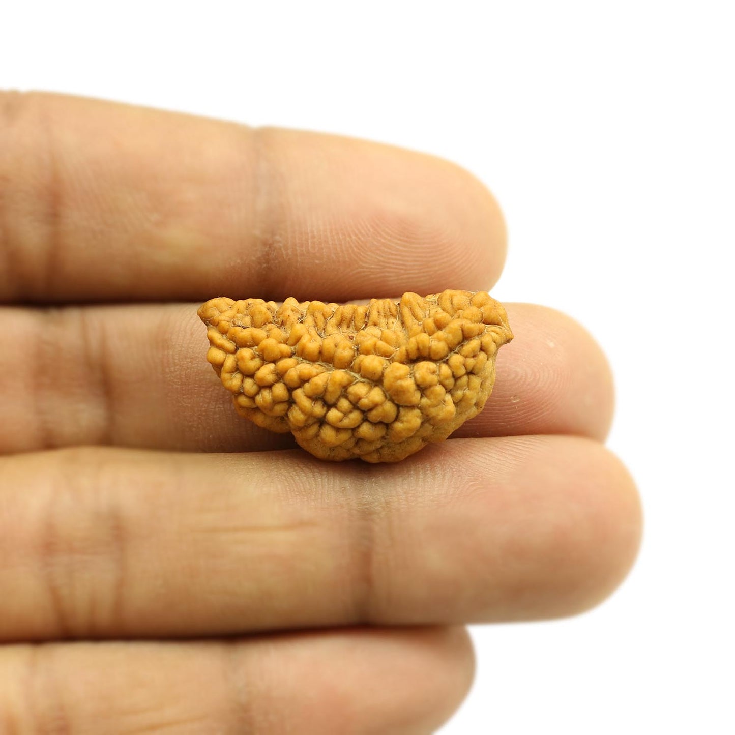 1 Mukhi Rudraksha 29.32 MM