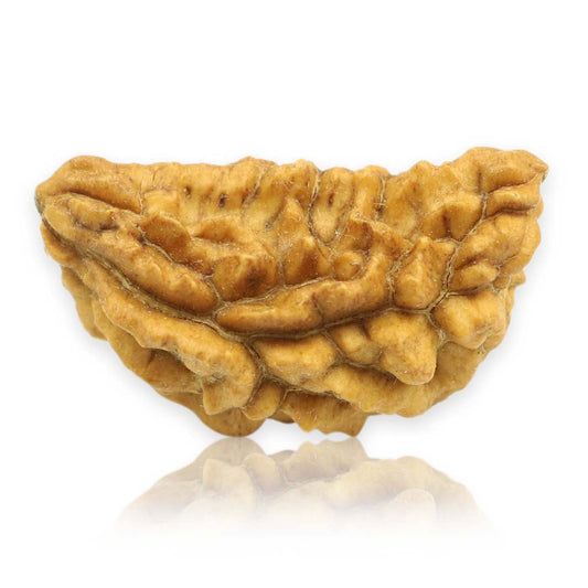 Natural Ek Mukhi Rudraksha (1 Mukhi) India GJSPC Certified  27.16 M.M.