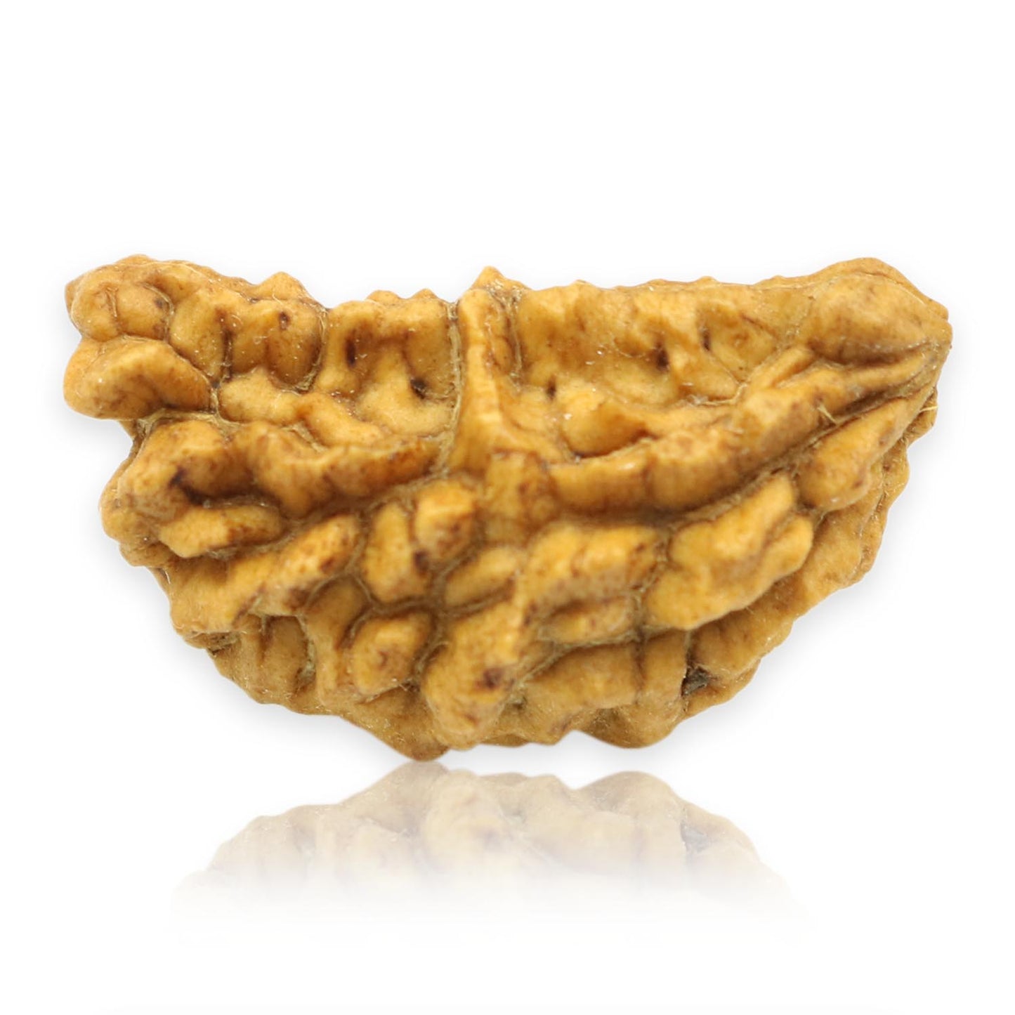 Natural Ek Mukhi Rudraksha (1 Mukhi) India GJSPC Certified  27.16 M.M.