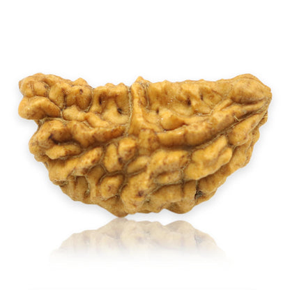 Natural Ek Mukhi Rudraksha (1 Mukhi) India GJSPC Certified  27.16 M.M.