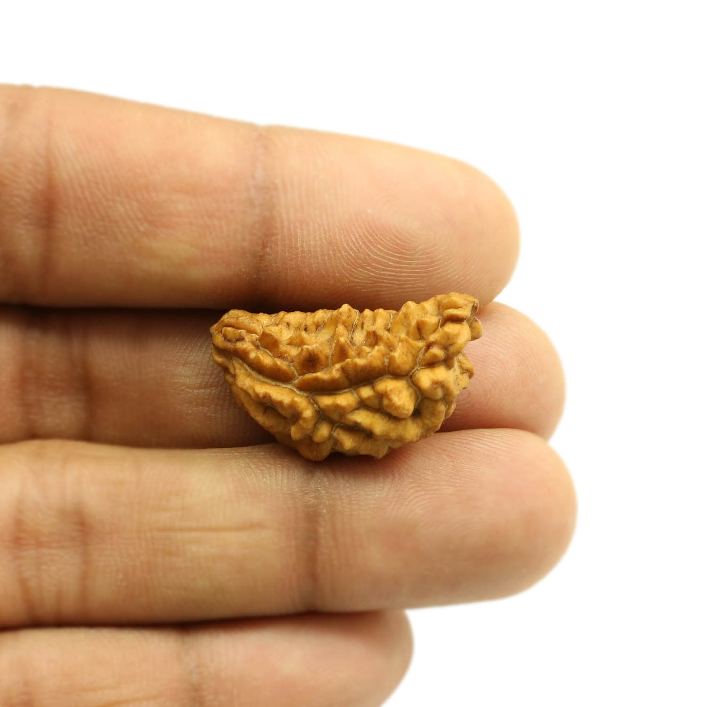 Natural Ek Mukhi Rudraksha (1 Mukhi) India GJSPC Certified  27.16 M.M.
