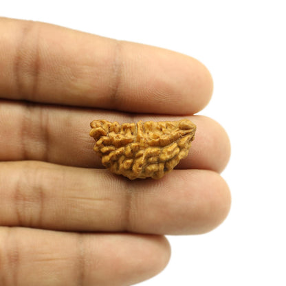 Natural Ek Mukhi Rudraksha (1 Mukhi) India GJSPC Certified  27.16 M.M.