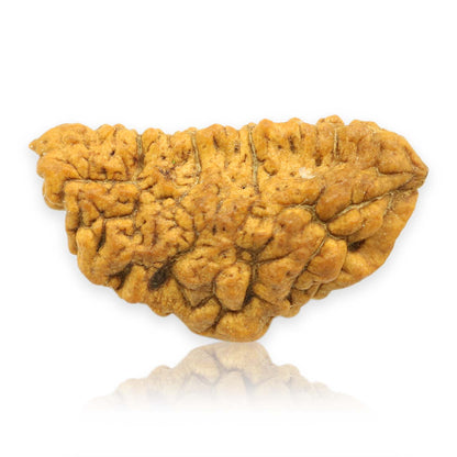 1 Mukhi Rudraksha 34.03 MM