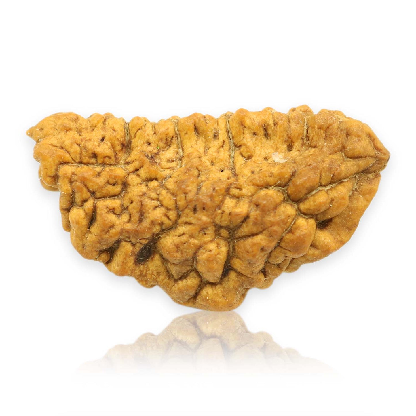 1 Mukhi Rudraksha 34.03 MM