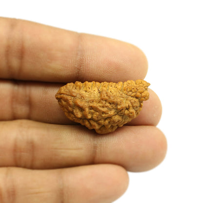 1 Mukhi Rudraksha 34.03 MM