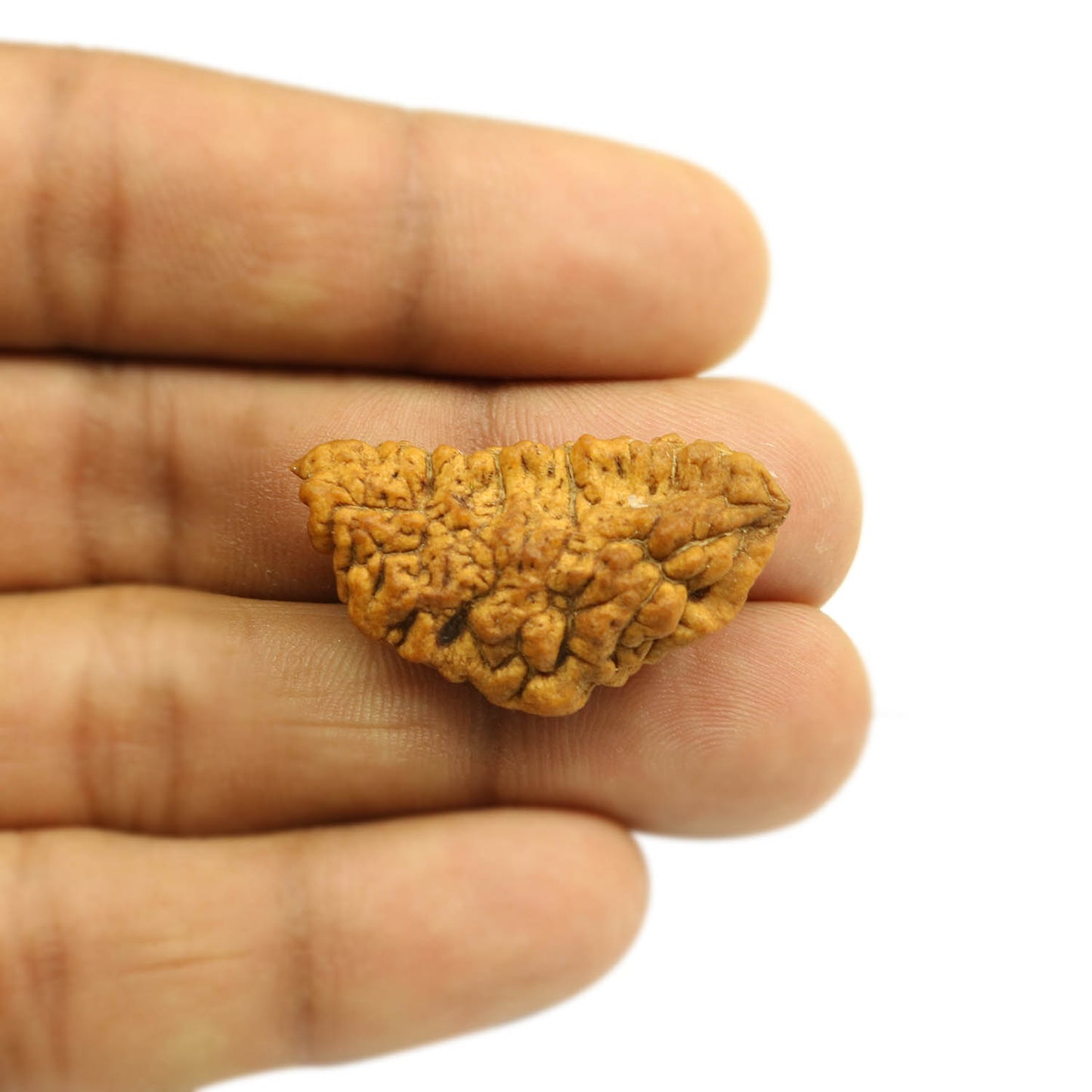 1 Mukhi Rudraksha 34.03 MM