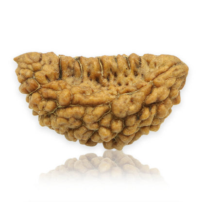 1 Mukhi Rudraksha 30.16 MM
