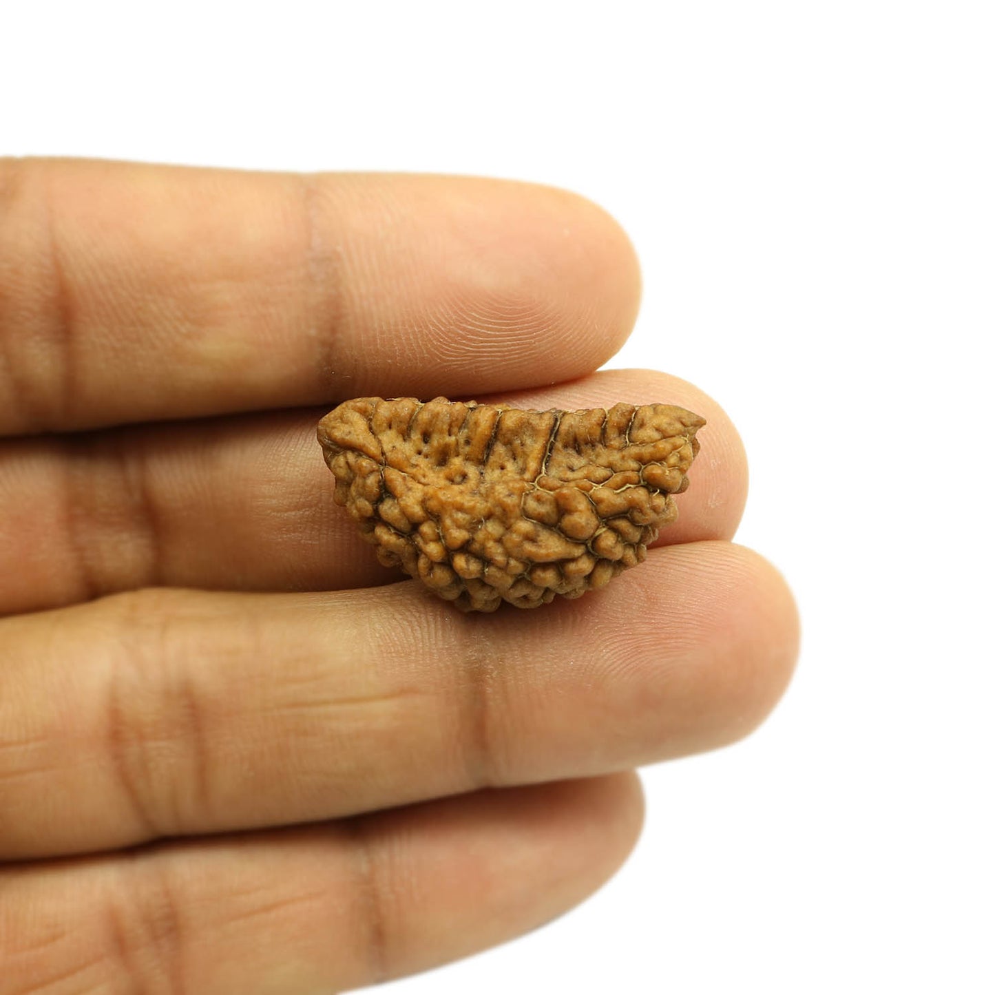 1 Mukhi Rudraksha 30.16 MM