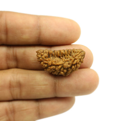 1 Mukhi Rudraksha 30.16 MM
