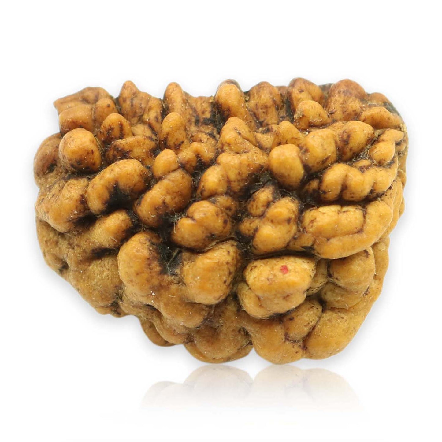 1 Mukhi Rudraksha 25.61 MM
