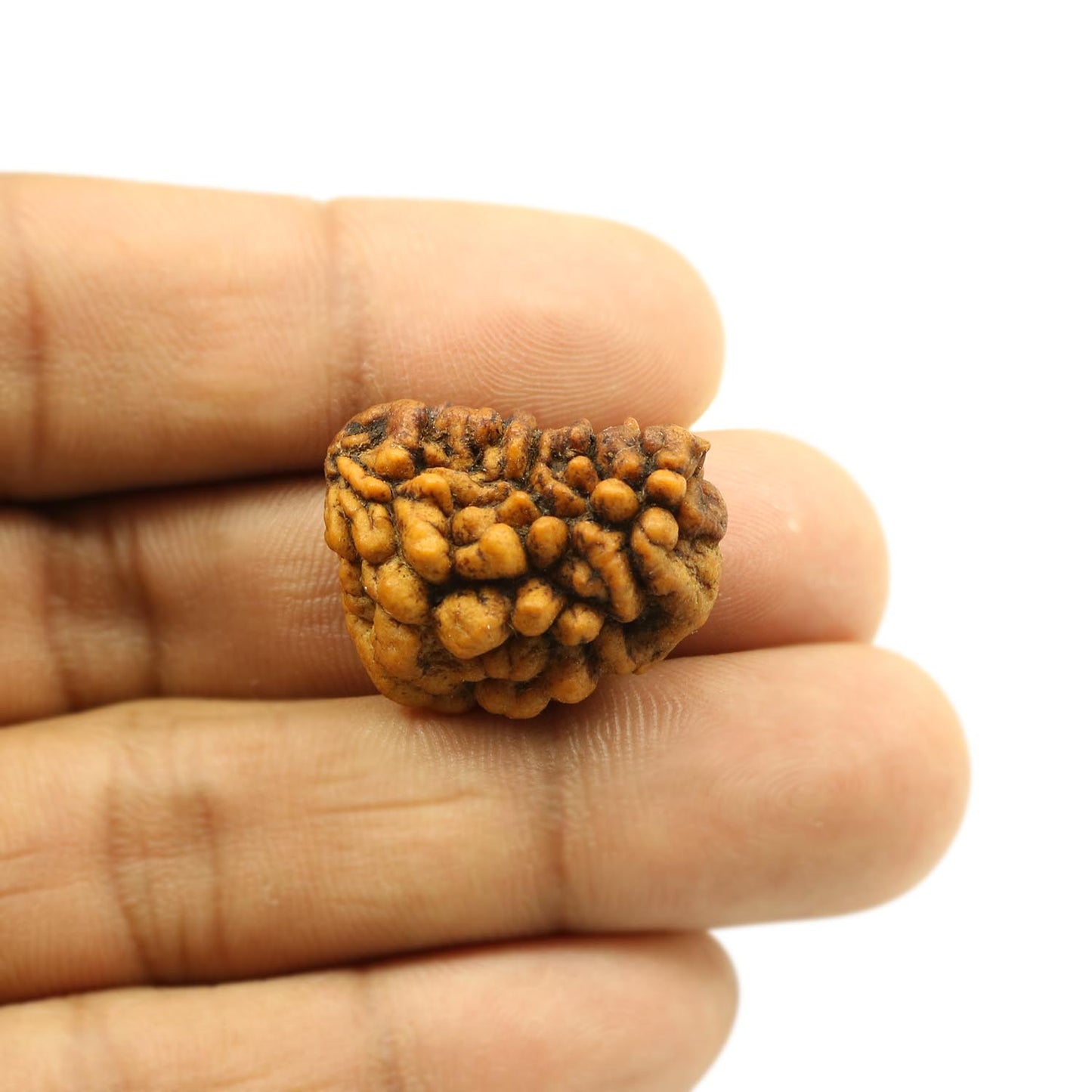 1 Mukhi Rudraksha 25.61 MM