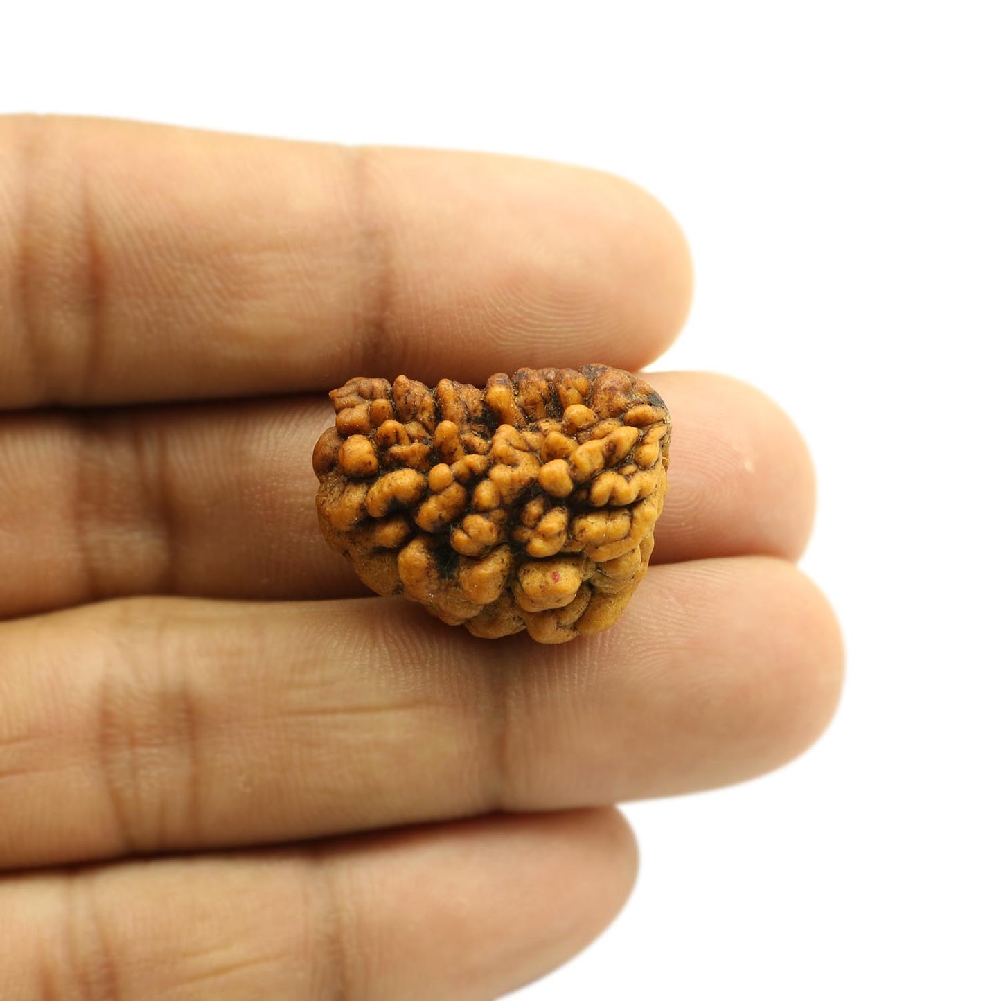 1 Mukhi Rudraksha 25.61 MM