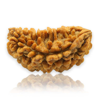 1 Mukhi Rudraksha 29.49 MM