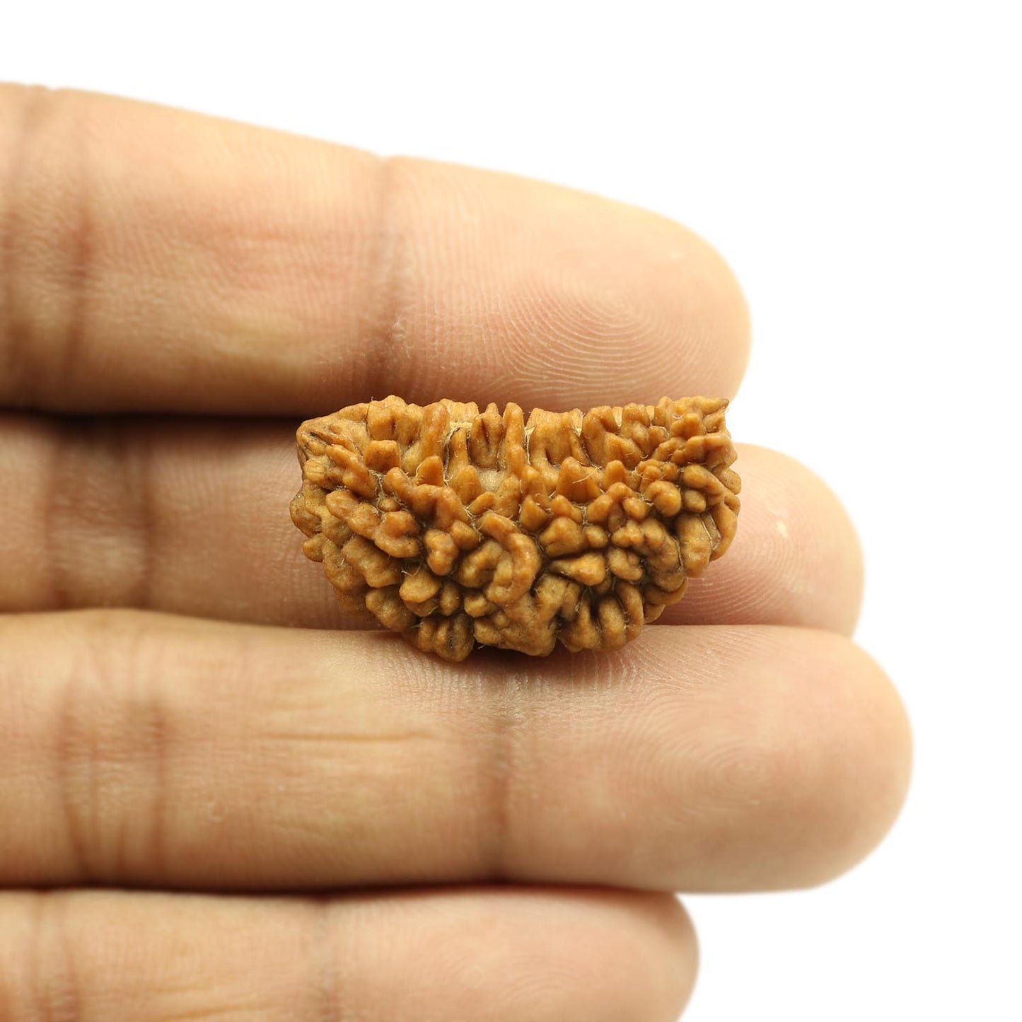 1 Mukhi Rudraksha 29.49 MM