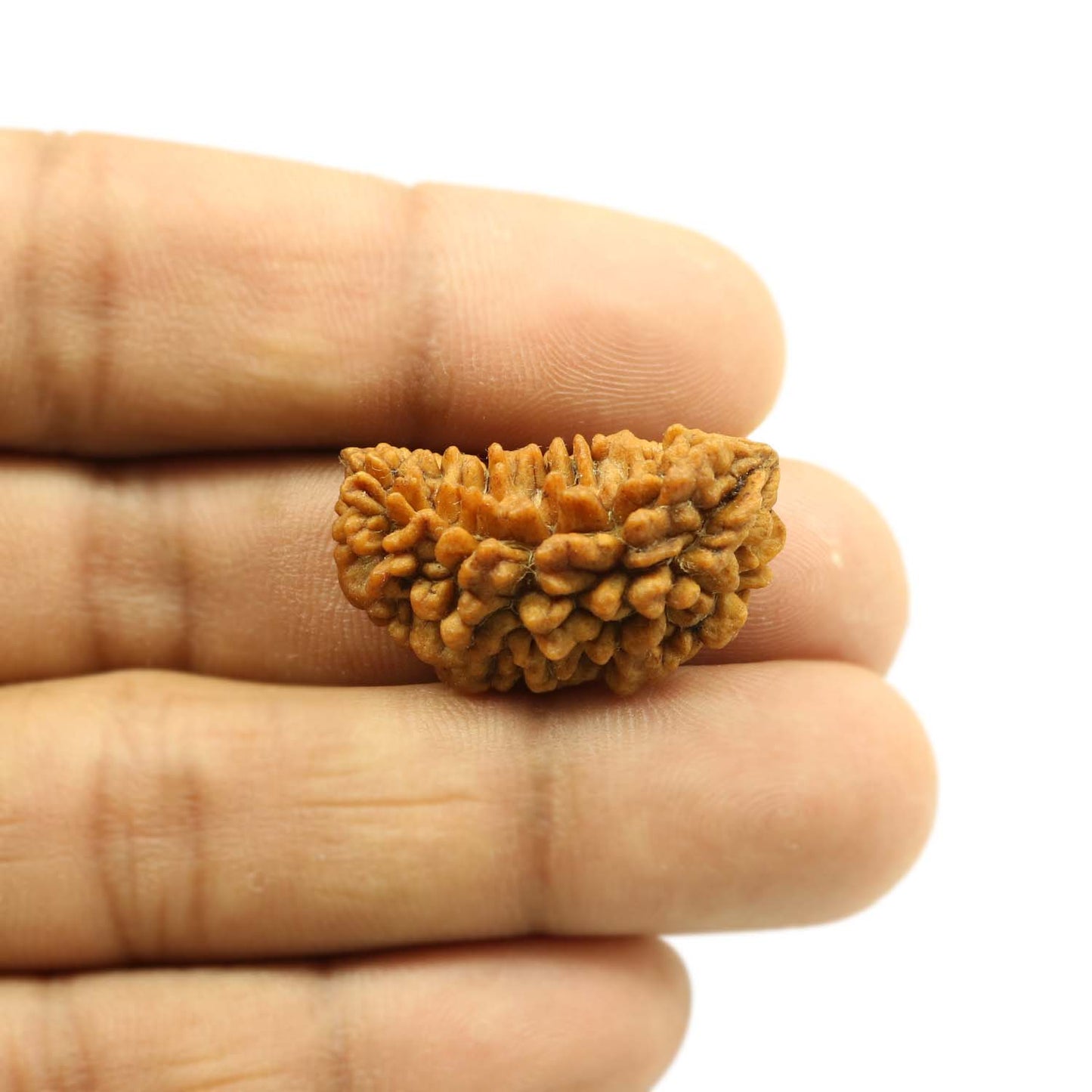 1 Mukhi Rudraksha 29.49 MM