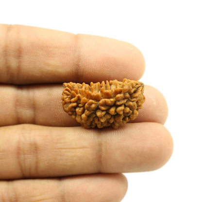 1 Mukhi Rudraksha 29.49 MM