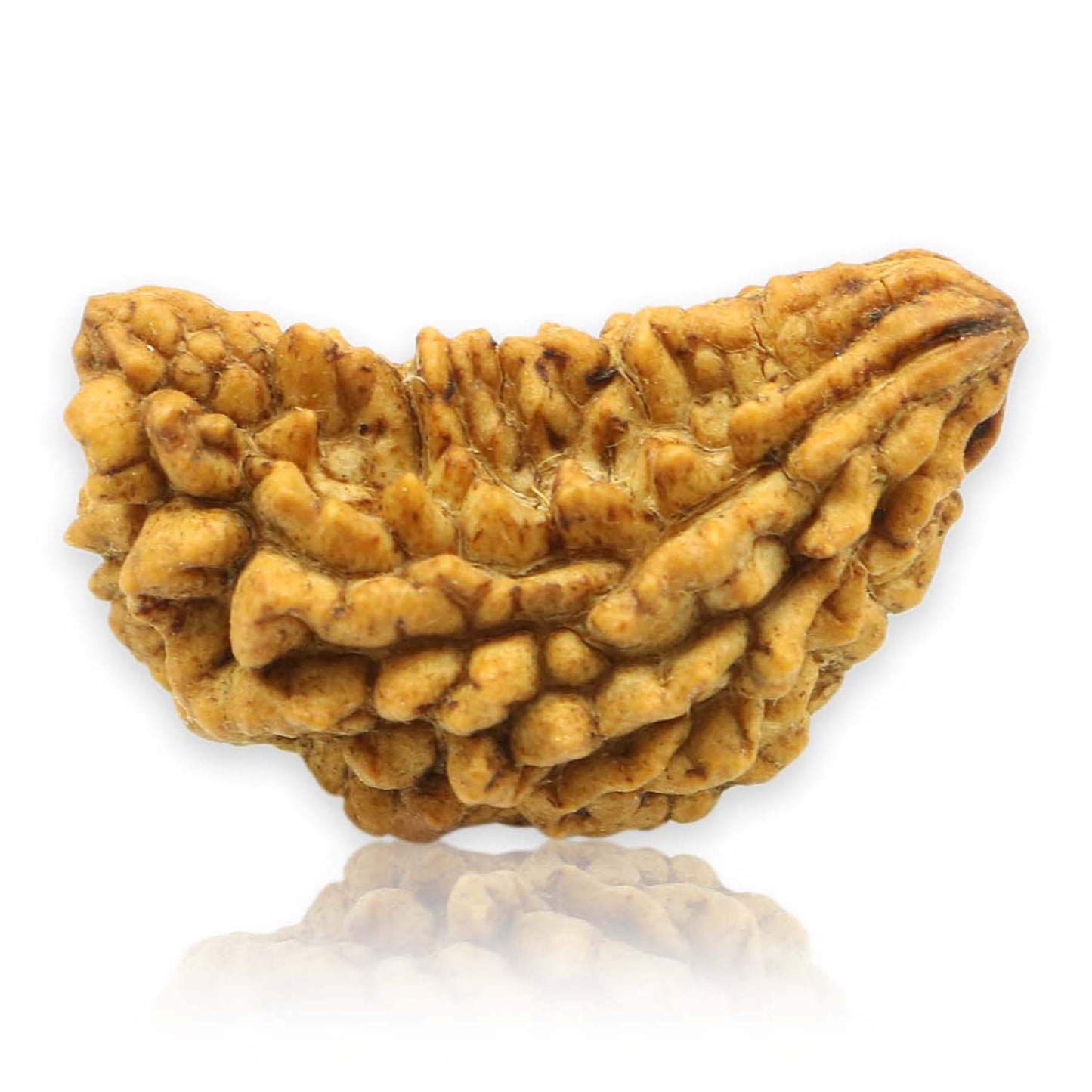1 Mukhi Rudraksha 30.77 MM