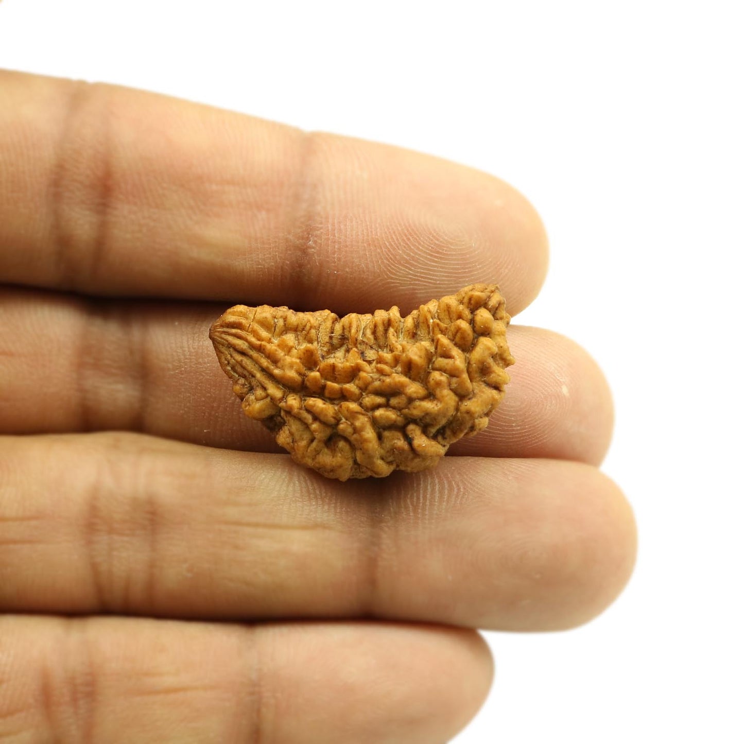 1 Mukhi Rudraksha 30.77 MM