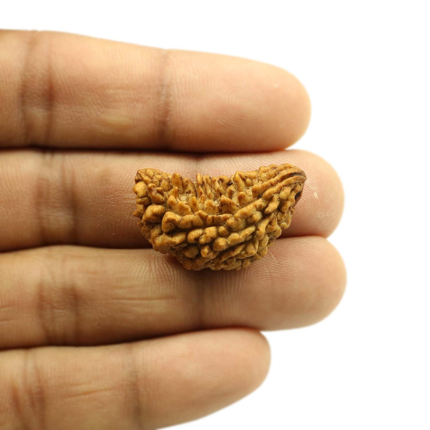 1 Mukhi Rudraksha 30.77 MM