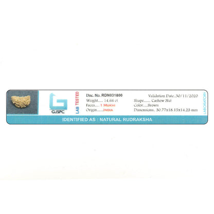 1 Mukhi Rudraksha 30.77 MM