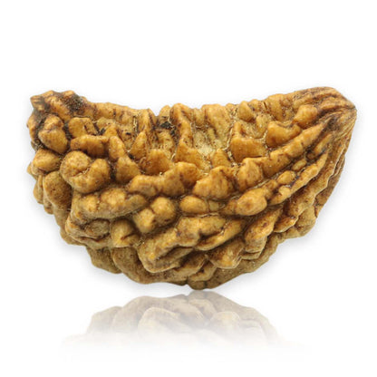 1 Mukhi Rudraksha 29.06 MM