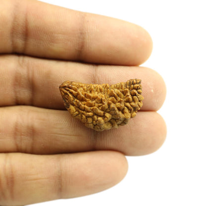 1 Mukhi Rudraksha 29.06 MM