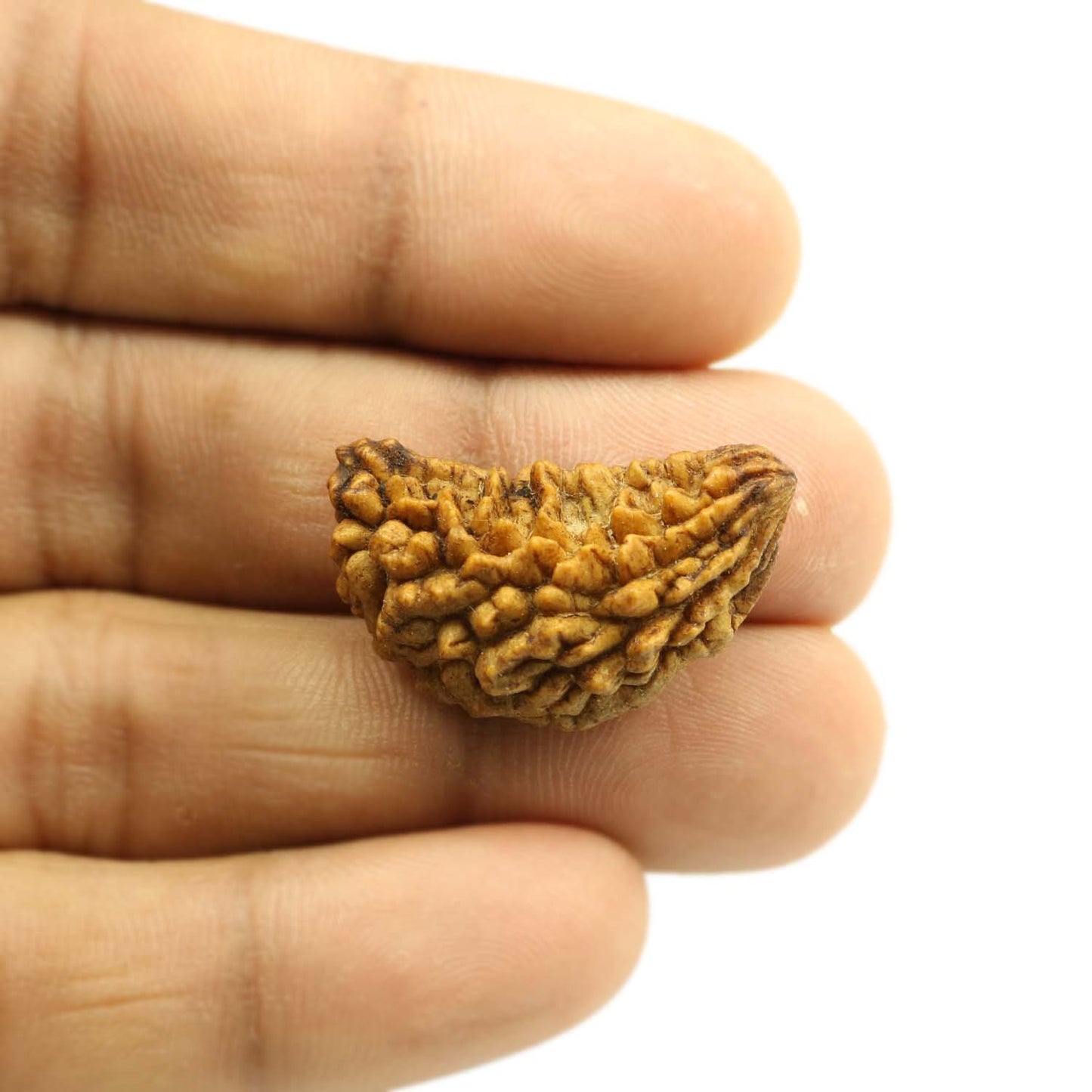 1 Mukhi Rudraksha 29.06 MM