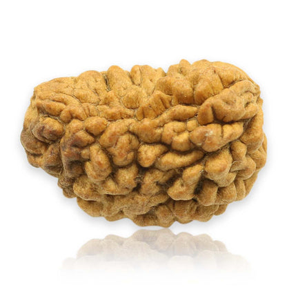 1 Mukhi Rudraksha 28.22 MM