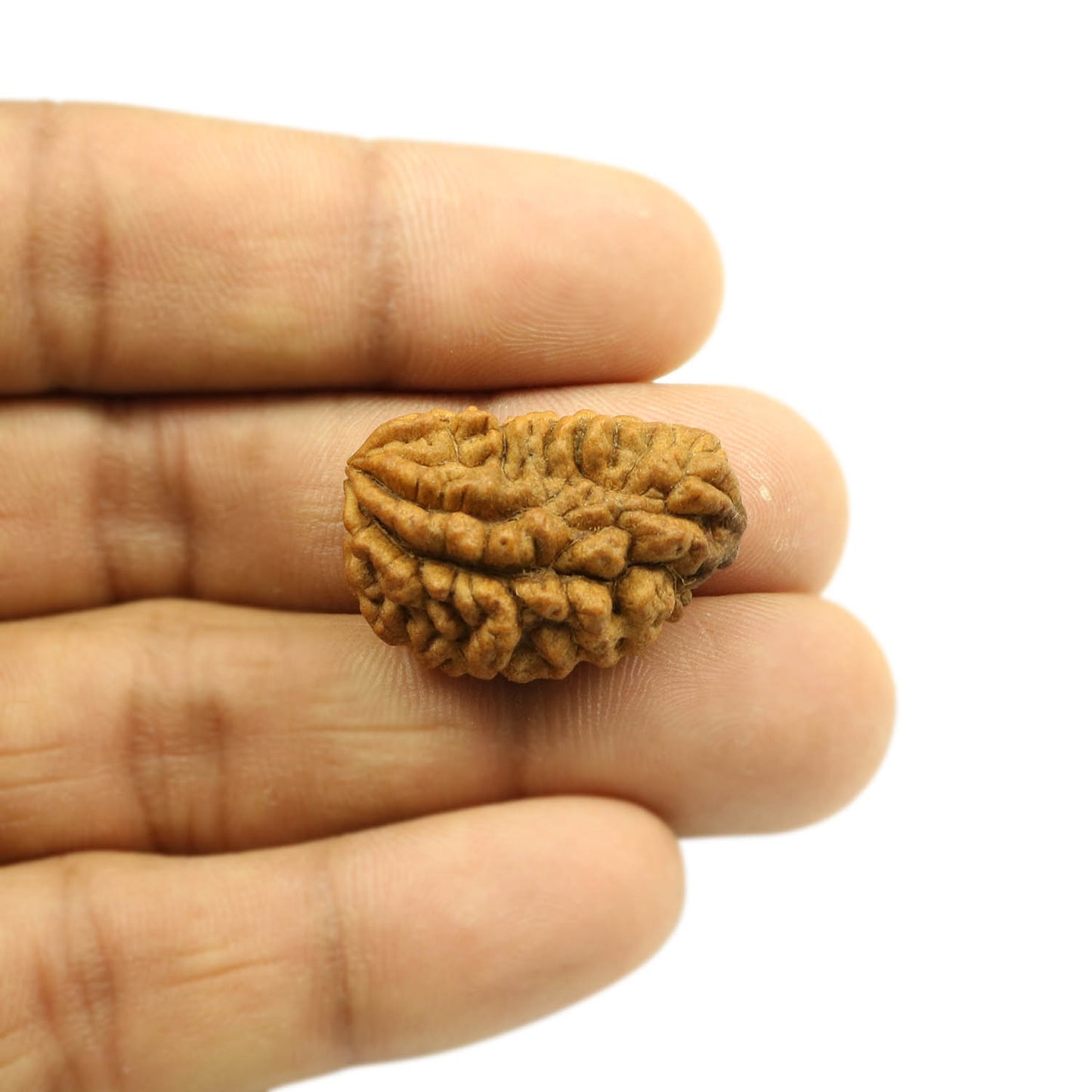 1 Mukhi Rudraksha 28.22 MM