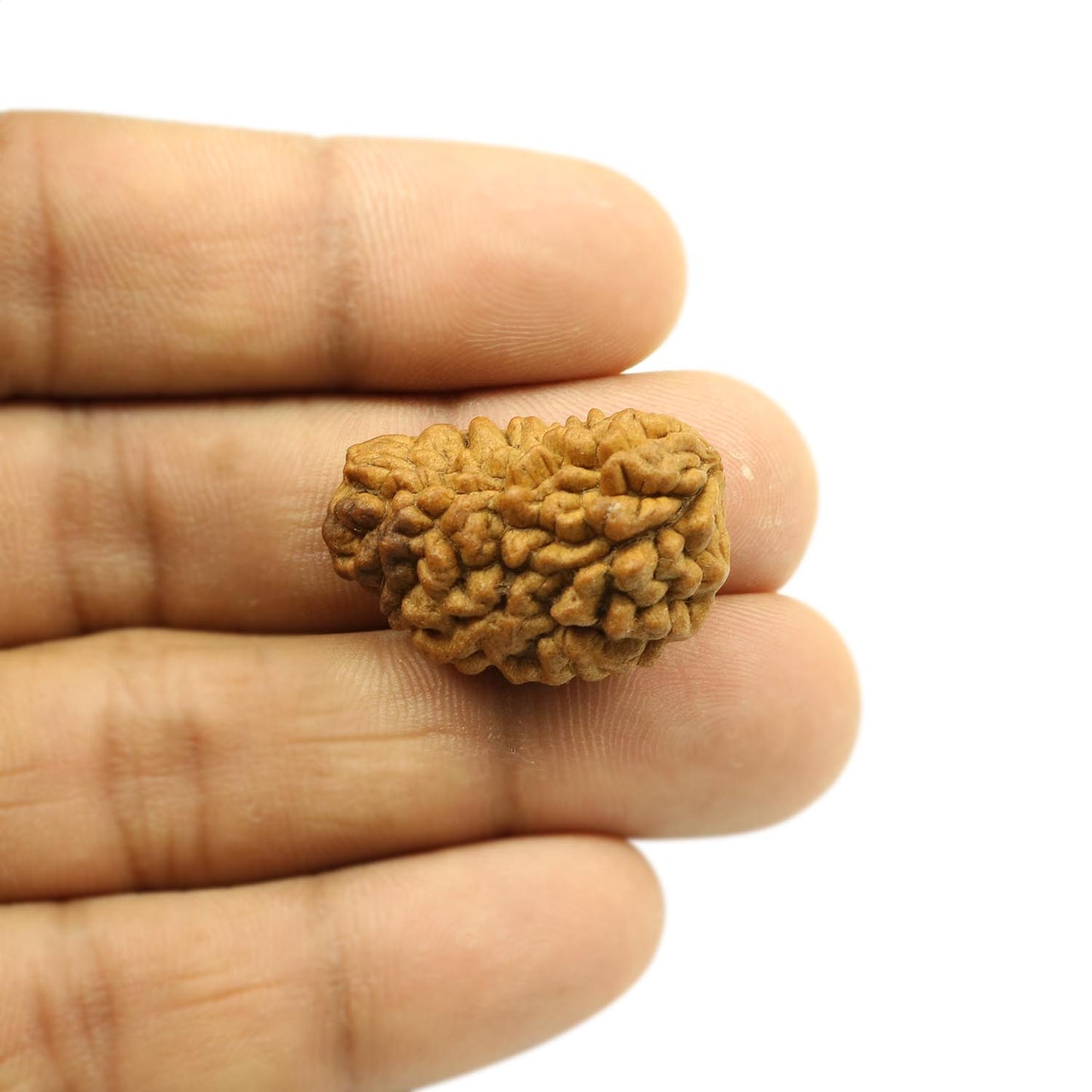 1 Mukhi Rudraksha 28.22 MM