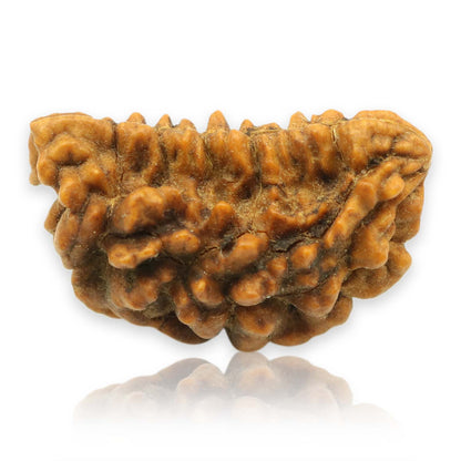 1 Mukhi Rudraksha 30.43 MM